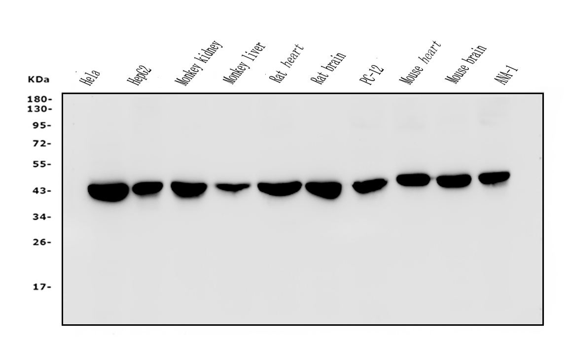 western blot analysis of anti- β-actin antibody (bm3873).